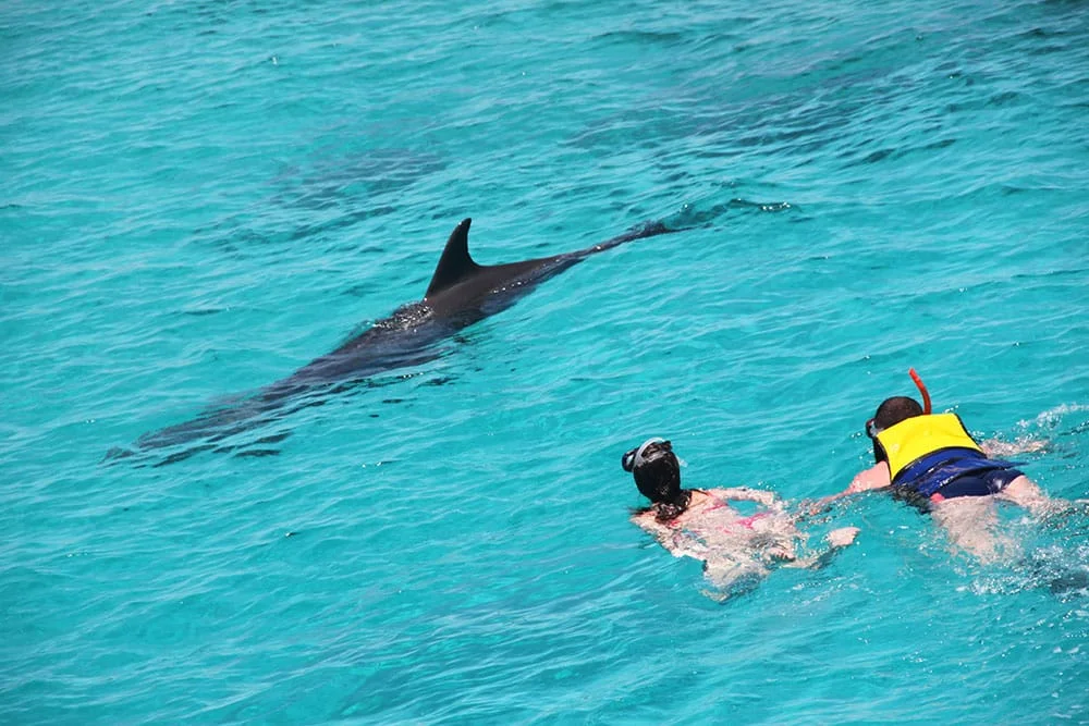 Dolphin House Hurghada – Nager avec les Dauphins Sauvages