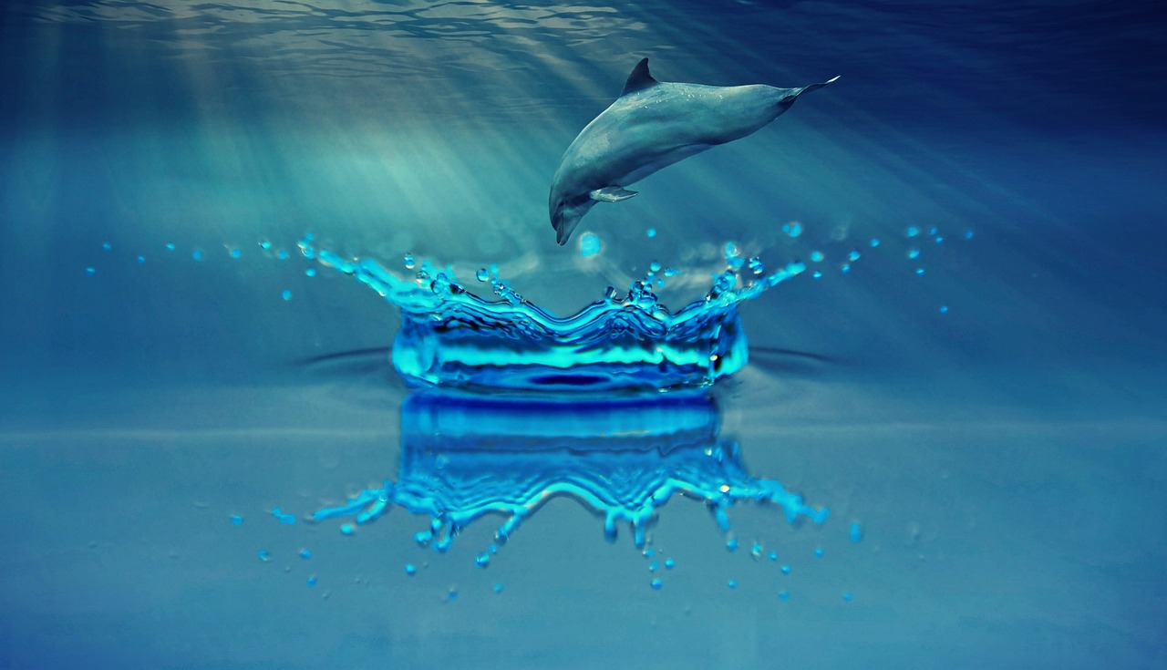 Dolphin House Hurghada - Nager avec les Dauphins 2025