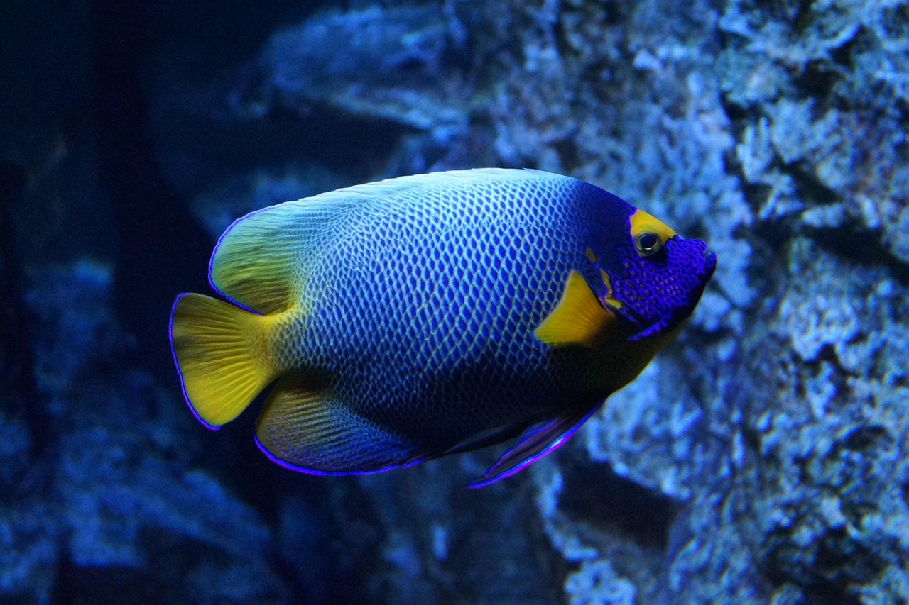 Grand Aquarium Hurghada - Guide Complet 2025
